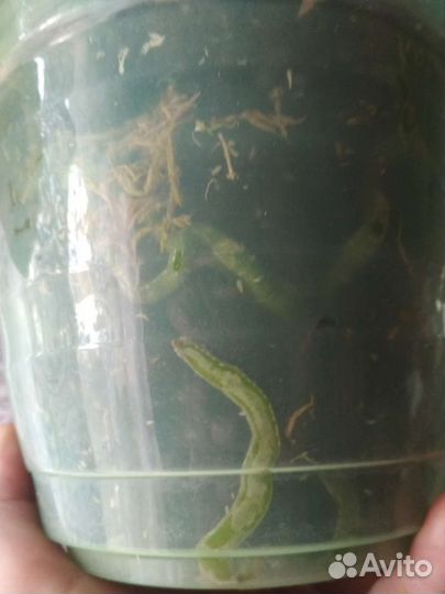 Орхидея фаленопсис