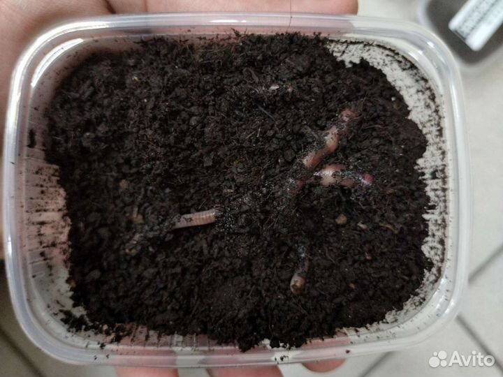 Черви дендробена и наживки разные