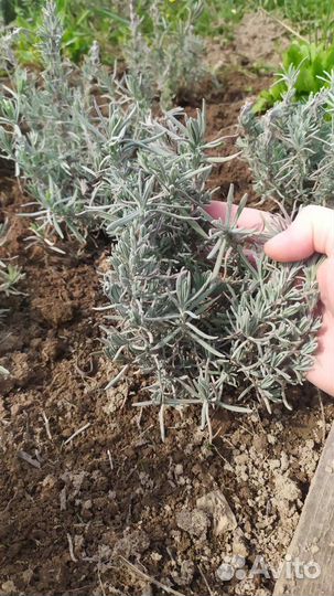 Лаванда, можжевельник, айва, калина, гравилат