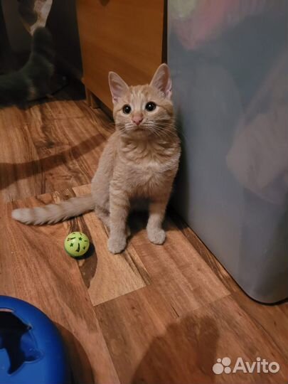 Котенок в добрые руки в дар
