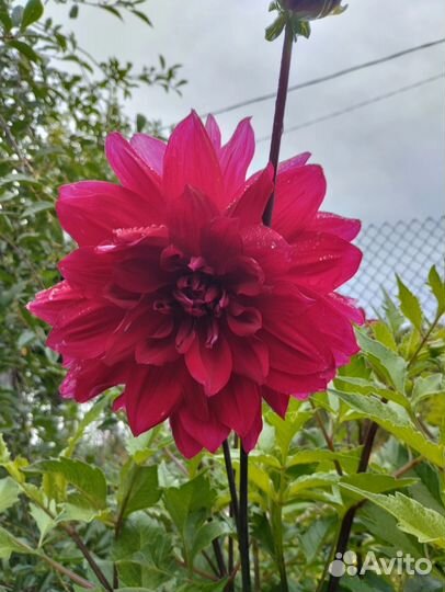 Клубни георгинов