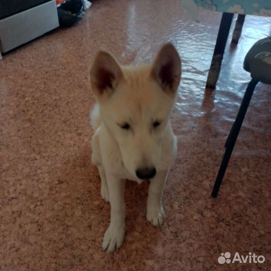 Собака дворняжка