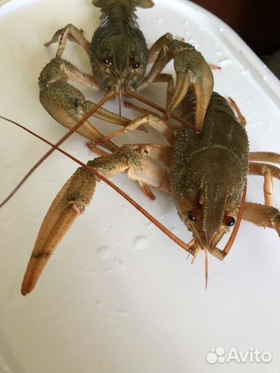 Продажа раки