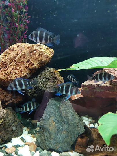 Аквариум с тумбой