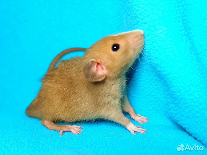 Крысята Дамбо ручные/ крыса/клетки