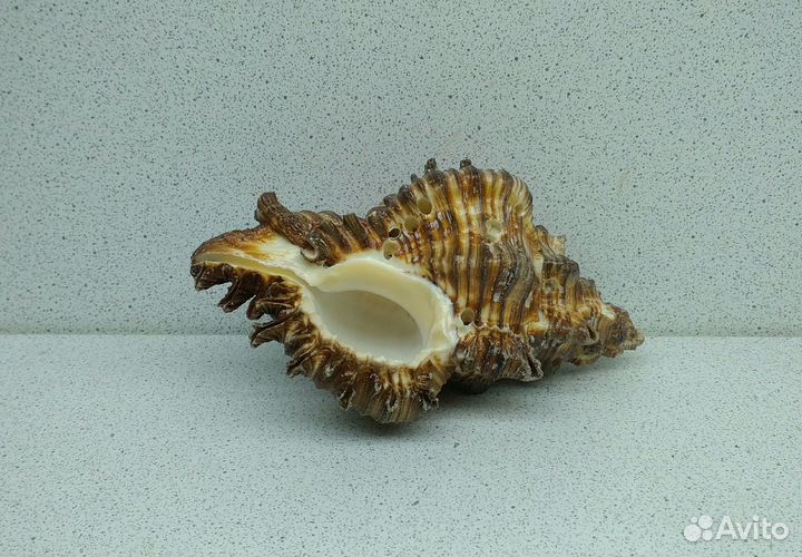 Чикореус Торрефактус 11 морская ракушка раковина