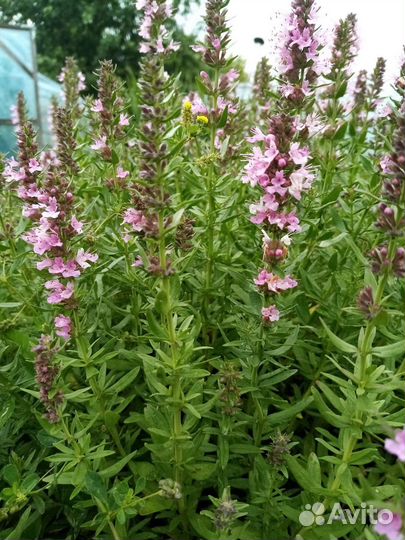 Пряные травы