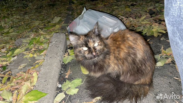 Найдена кошка