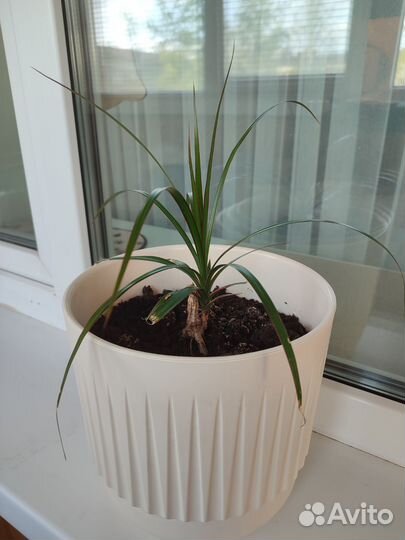 Пальма драцена