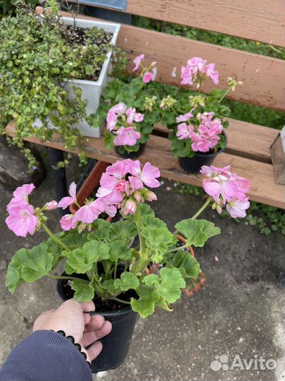 Пеларгония в тех. кашпо