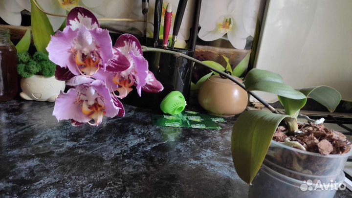 Орхидея фаленопсис бабочка