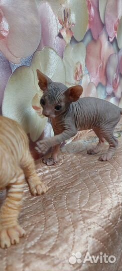 Котята сфинкс