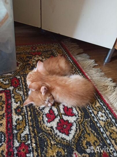Кошки в добрые руки