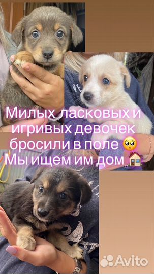 Щенки бесплатно