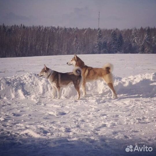 Щенки лайки зсл