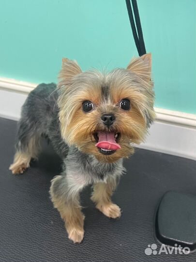 Груминг кошек и собак, уз чистка зубов