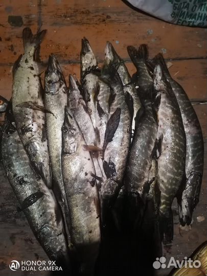 Рыба, деловая таранка