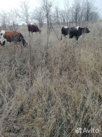 Корова стельная дойная телята бычек телочка