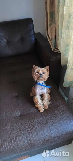 Йоркширский терьер вязка