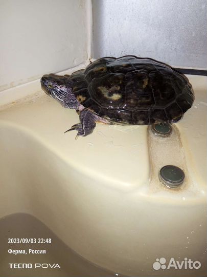 Красноухая черепаха бесплатно с аквариумом