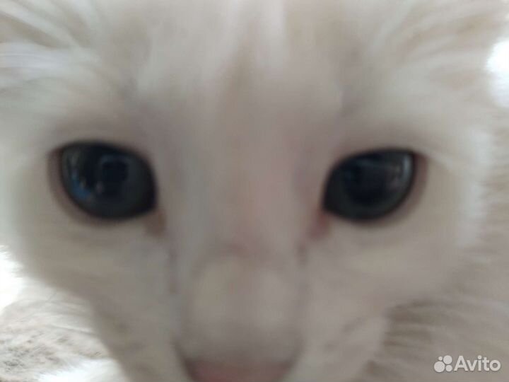 Отдам бесплатно