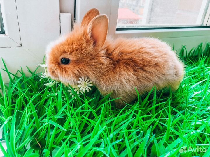 Карликовый кролик супер мини