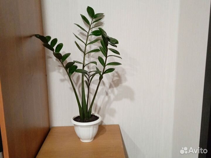 Замиокулькас денежное дерево