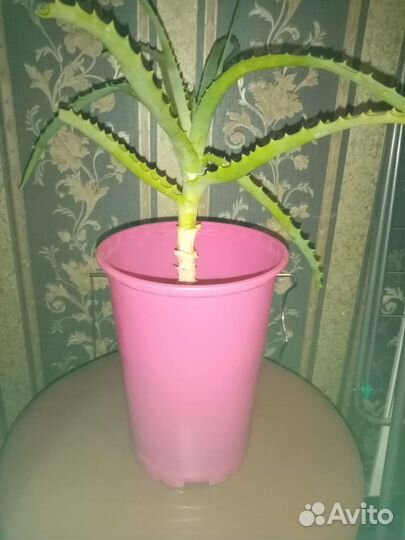 Алоэ столетник