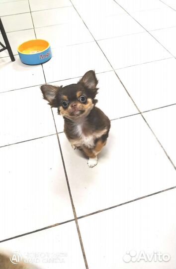 Милашка чихуашка