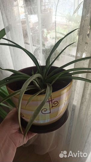 Комнатный ананас