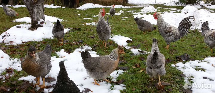 Инкубационное яйцо породистых кур