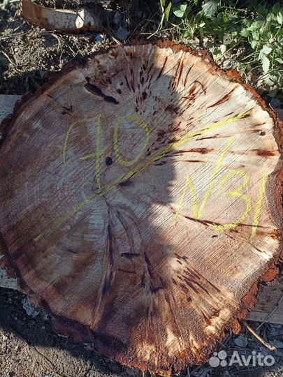 Слебы спилы