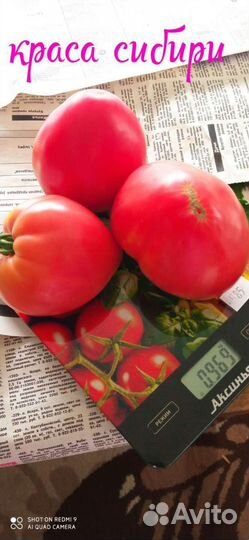 Семена томатов