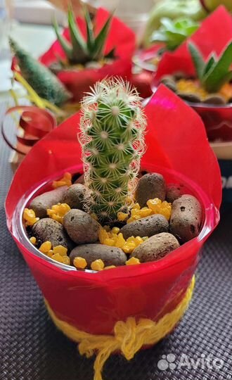 Кактусы и суккуленты