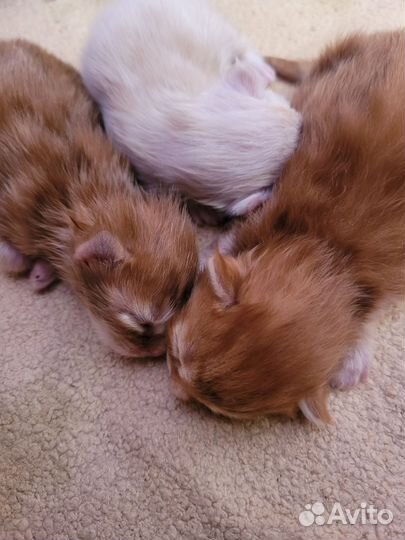 Котята Мейн Кун