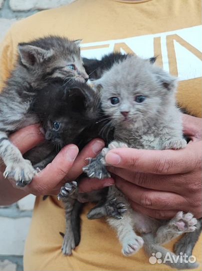 Котята в добрые руки