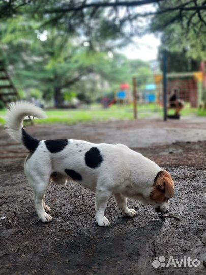 Кобель бесплатно в добрые руки