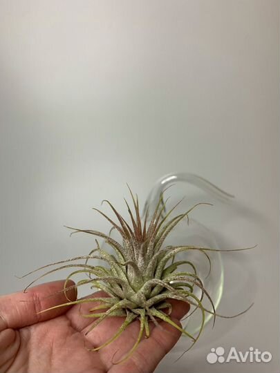 Тиллансия атмосферная