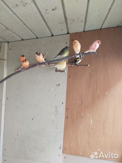 Кенара и канарейки