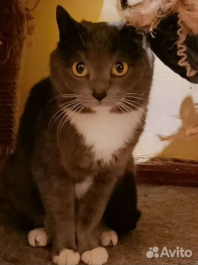 Кошка Марфа