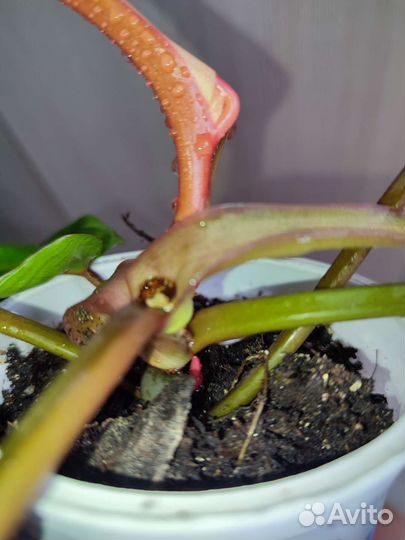 Филодендрон медуза