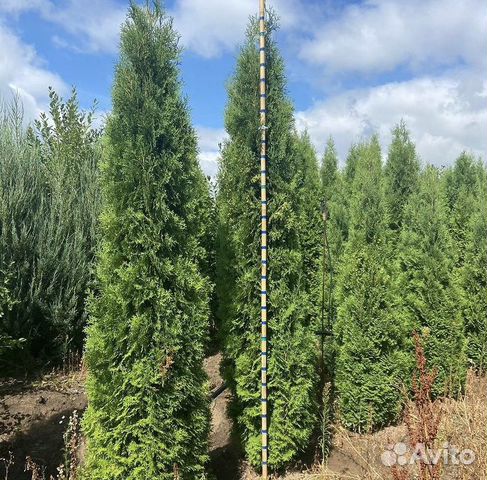 Сосна экстра из своего питомника. Предзаказ