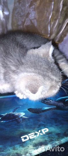 Котёнок 2-3месяца вислоухий