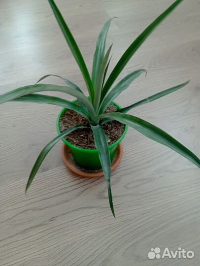 Саженцы ананаса