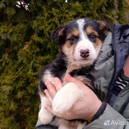 Отдам в добрые руки