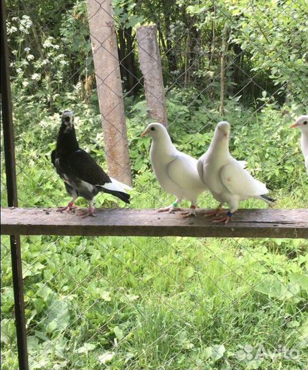 Бакинские бойные голуби