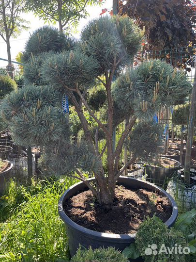 Сосна тисс можжевельник ель бонсай ниваки