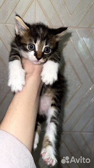 Отдам котят в добрые руки