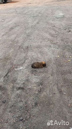 Щенки в добрые руки