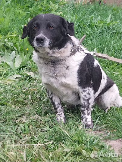 Филя в добрые руки